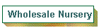 Wholesale Nursery